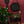 KLOQ-satin-black-red-wall
